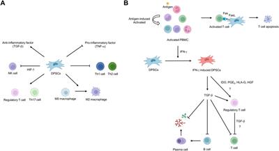 Clinical Potential of Dental Pulp Stem Cells in Pulp Regeneration: Current Endodontic Progress and Future Perspectives